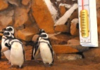 Pinguins com frio ganham aquecedor em zoo de Gramado (RS)  (Foto: Divulgação Gramadozoo/Halder Ramos)