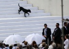 Cachorro desce escadas do altar onde o papa Francisco celebra missa de encerramento da Jornada Mundial da Juventude, na praia de Copacabana, no Rio de Janeiro. - Ueslei Marcelino/Reuters