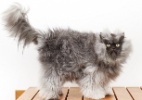 Gato com pelo mais longo do mundo entra para o Livro dos Recordes Guinness  (Foto: Guinness World Records)