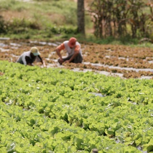 Agricultores trabalham em plantação de alface orgânica, em Ibiúna 