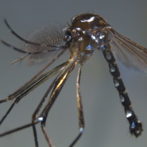 Cientistas franceses anunciaram uma nova espécie de mosquito encontrada na ilha de Mayotte, no oceano Índico, perto da África, que pode ser um potencial transmissor do vírus Chikungunya