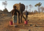 Elefantes entendem gestos humanos, indica pesquisa  (Foto: Reprodução/BBC)