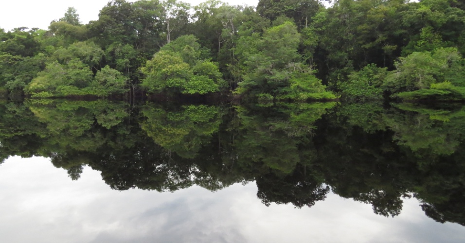 Pesquisa Revela árvores Mais Comuns Na Floresta Amazônica Bol Fotos Bol Fotos 