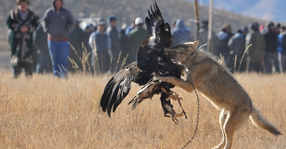 10nov2013---aguia-dourada-ataca-lobo-durante-o-festival-de-caca-salburun-neste-domingo-10-em-bokonbayevo-no-quirguistao-1384080609444_956x500.jpg