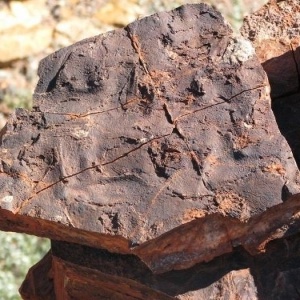 Superfcie de rocha mostra rachaduras oscilatrias poligonais de 3,48 bilhes de anos na Formao Dresser, na Austrlia. Tal estrutura sedimentar  de origem biolgica, o que caracteriza a existncia de micro-organismos antigos que formaram um tipo "carpete" sobre a rocha