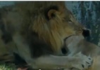 Leão choca visitantes ao matar leoa em zoo nos EUA  (Foto: Reprodução)