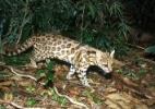 Nova espécie de gato-selvagem é identificada no Brasil (Foto: Divulgação/Projeto Gatos do Mato)