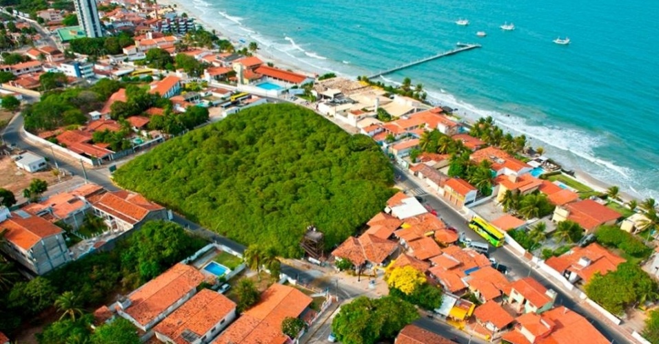 vista aérea do maior cajueiro do mundo maior cajueiro do mundo em Pirangi- Natal