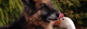 Cachorro bravo se apaixona por gansa e muda comportamento (Foto: Reprodução/Swns.com)