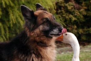 rex-era-um-cachorro-muito-nervoso-e-agre