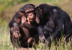 Chimpanzés escolhem suas amizades com base em afinidades, dizem cientistas (Foto: Thinkstock)