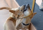 Dingo, cão selvagem australiano, luta para se salvar da extinção (Foto: AFP/Greg Wood)