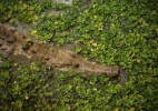 Ambientalistas lutam para salvar crocodilo em extinção apesar de desconfiança do governo venezuelano (Foto: Meridith Kohut / The New York Times)