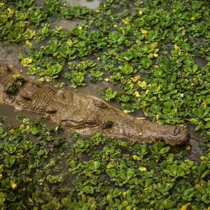 Um crocodilo Orinoco no rancho Masaguaral, em Mantecal, na Venezuela. Ambientalistas têm trabalhado para salvar o animal da extinção por anos, muitas vezes de forma contraditória com um governo que frequentemente os vê com desconfiança