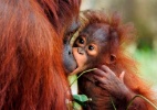 Orangotango bebê morde nariz da mãe (Foto: Hiroya Minakuchi)