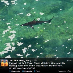 Perfil no Twitter do serviço de salva-vidas da Austrália Ocidental alerta sobre tubarões na costa