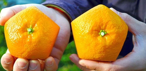 Fazendeiro japonês mostra o iyokan, uma fruta cítrica de cinco lados