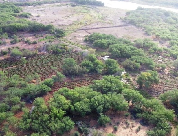 Plantação de maconha no sertão de Pernambuco encontrada pela Polícia Federal e pelo Corpo de Bombeiros durante a operação "Elemento 4"