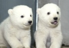 Zoo da Alemanha apresenta ursos polares gêmeos (Foto: Tierpark Hellabrunn /EFE)