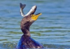 Peixe bem que tenta, mas é engolido por corvo-marinho (Foto: Reprodução Daily Mail)