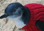 Ambientalistas arrecadam minissuéteres para pinguins (Foto: Phillip Island Foundation/Divulgação)