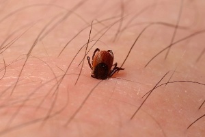 Especialistas AINDA Não Tem Certeza se Carrapatos transmitem o vírus, mas sugerem Que PESSOAS evitem Como picadas