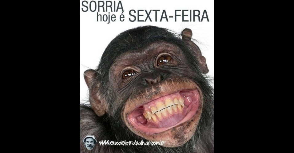 imagens-com-frases-engracadas-animam-as-