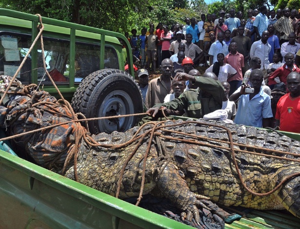 Impressionados com o tamanho e com os relatos de que o crocodilo teria matado quatro pessoas, moradores da região de Kakira, em Uganda, se reuniram para assistir à captura do animal