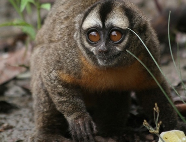 Macacos da noite ("Aotus azarae) são os primeiros primatas (além dos humanos) a demonstrar fidelidade e monogamia. Em 18 anos de observação, os cientistas nunca viram os macacos traírem, e testes revelam uma monogamia genética, onde o pai e mãe criam o filho biológico. A fidelidade seria explicada, segundo os cientistas, pelo significante envolvimento do pai na criação da prole