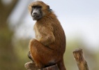 Macaco com coração de porco? Teste abre espaço para transplante com humanos (Foto: Charles Platiau/ Reuters)