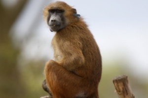 Macaco com coração de porco? Teste abre espaço para transplante com humanos (Foto: Charles Platiau/ Reuters)