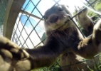 Lontra agarra câmera de fotógrafo e tira 