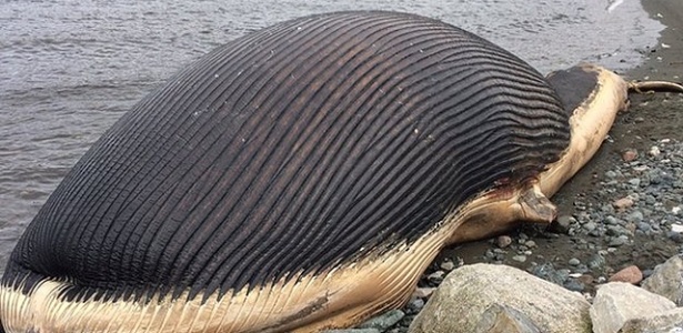 Uma baleia azul encalhou em uma praia da província de Newfoundland, no Canadá. Agora, a comunidade local teme que a baleia exploda, já que está cheia de gases