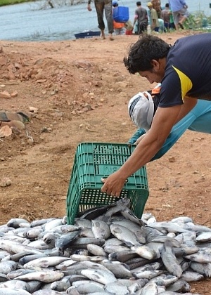 Choque térmico pode ter matado 40 mil peixes em barragem no sertão do Piauí