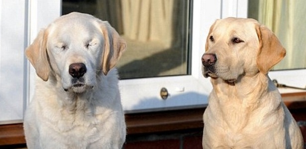 Opal (à direita) ajuda Edward (à esquerda) e seu dono a se locomoverem depois que Edward, um antigo cão-guia, perdeu a visão vítima de catarata