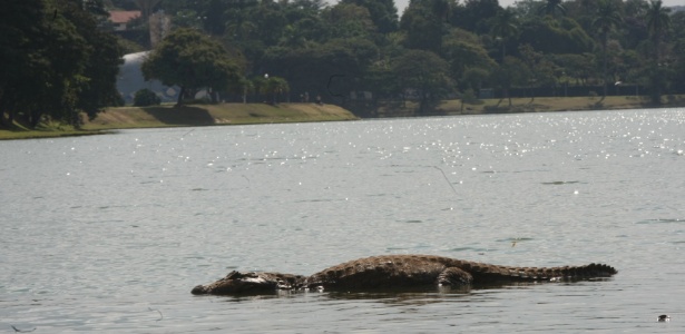 11.mai.2014 - Jacaré é visto na lagoa da Pampulha, em Belo Horizonte (MG).