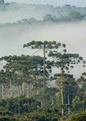 Florestas estão encolhendo mais rapidamente no Brasil, na Indonésia e na Nigéria, segundo a FAO