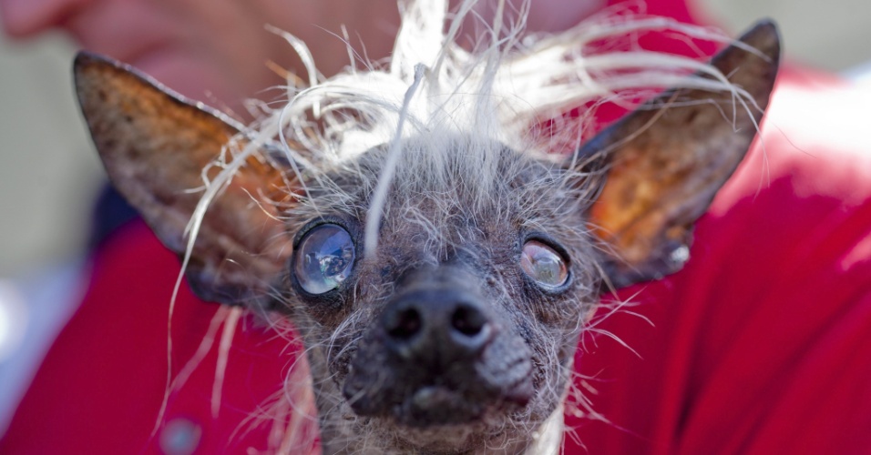 Americanos Elegem O Cão Mais Feio Do Mundo Fotos Tabloide