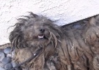 Cão com 