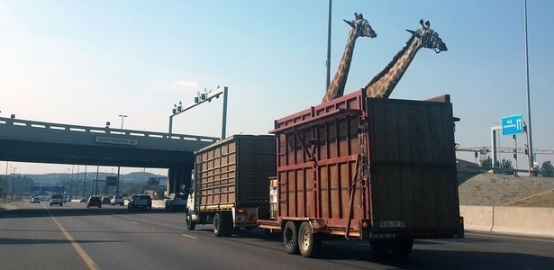 Imagem mostra as girafas no caminhão momentos antes de passarem pela ponte