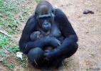 Zoo de BH tem primeiro gorila nascido em cativeiro da América do Sul (Foto: Fundação Zoo-botânica de Belo Horizonte)