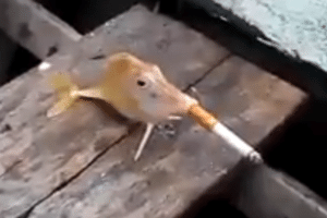 Vídeo mostra peixe sendo forçado a fumar cigarro (Foto: Reprodução)