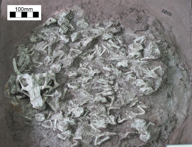 Ninho de psitacossauros com 24 pequenos esqueletos e o crânio de um adulto