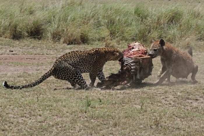 Resultado de imagem para leopardo caçando