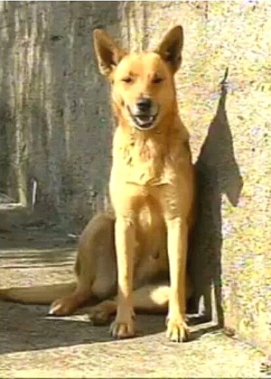 uma-cadela-vira-lata-salvou-uma-crianca-