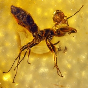 Âmbar preserva ataque de ácaro à cabeça de uma formiga