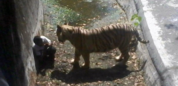 Tigre encara estudante em seu recinto no zoológico de Nova Déli, na Índia
