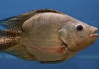 Impacto de remédios na natureza faz peixes machos ficarem femininos (Foto: Thinkstock)