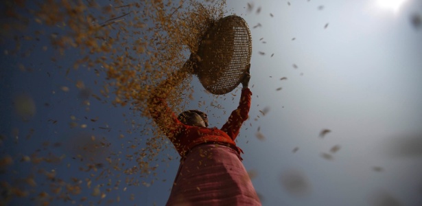 Uma agricultora colhe arroz em um campo em Lalitpur, no Nepal
