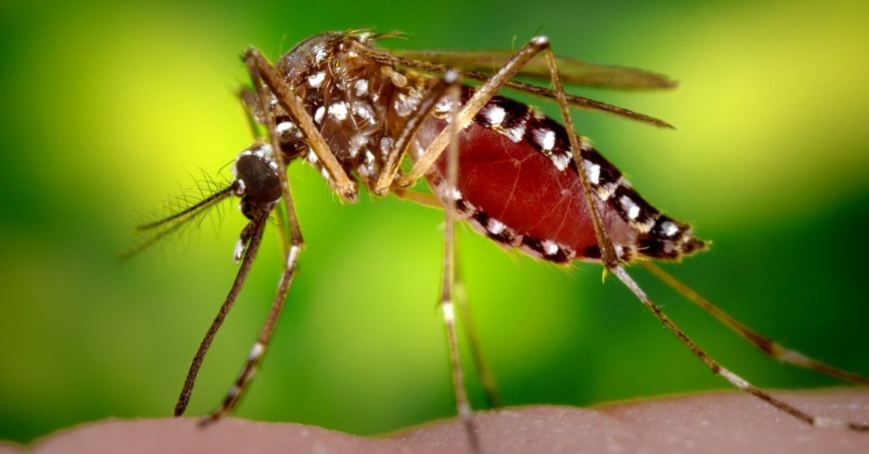 Entenda o que é a febre chikungunya doença prima da dengue Notícias Saúde